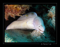 Litle geometric moray in Marsa Egla - Egypt - Canon S90 with hand torch light
