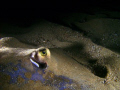 I entered this for the SONY wintershooutout competition held in Durban - Wary Ray