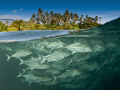 School of jacks above the Liberty wreck.