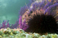 D200 sea&sea housing,, 110 ys strobe.. nikon 28-80 lens