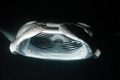 One very hungry manta during night time feeding frenzy. Canon T1i with Tokina 10-17mm fisheye lens in Ikelite housing with DS-125 strobe.