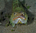 A friendly Lizard Fish on the house reef at The Castle Comfort Dive Lodge, Dominica, E.C.
