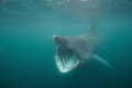 Basking Shark taken whilst snorkelling off the coast of Isle of Man this August.  Taken with Nikon D300 at 10mm ISO 800 with natural light.  

This magnificent creature came straight towards me before making a turn.