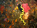 YELLOW STREEK