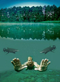 Whenever you are diving alone, just make sure nobody or nothing is watching you secretly behind !!!