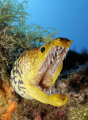 Fangtooth moray eel. Very menacing, but harmless.