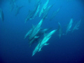 we where diving and suddenly very unusual a group of around 50 spinners came and played in front of us for over 10 minutes