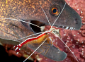 Moray eel getting some dental matters attended to.