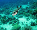Just a nice fish :)