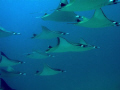 Mobula's