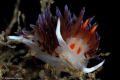 Cratena peregrina, photographed with Nikon 105 macro and telephoto 1.4x