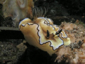 Glossodoris astromarginata. The pic was taken at the Ducomi Pier in Bacong, Negros Oriental.