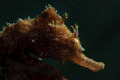 Seahorse at BHB
Backlit with off camera strobe
D300 105mm