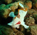stretchy strectcy!!! im reaching!!! (clown frogfish) is only abt 2 & half cm so tiny...really super cute, never get bored looking at them : )