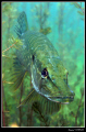 Adult pike :-D