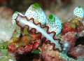 flatworm,