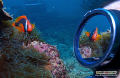 Tricky but fun ;) Bridled Anemonefish, TAR Park, Kota Kinabalu, Sabah, Nikon D2x, 12-24 lens manual exposure and a lot of patience