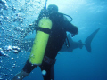 Very candid photo shot at the moment the diver was reacting to a tap on the shoulder to warn them of the encounter. Notice the direction of the bubbles, truly a horrific surprise at 50 feet safety check!