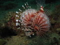 Lion fish swimming. Anilao, Batangas, Philippines using Canon G10 with Ikelite AF35