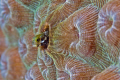 Secretary Blenny, Grand Cayman.