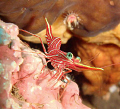 hello...squinty eyes u sleepy already? : ) durban hingebeak shrimp