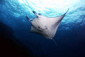 manta alley, komodo islands