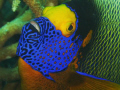 Close up face to face blue faced angel fish one of 3 three in a group approximately 2 ft in length
shot with canon G9 on underwater setting maldives 2010
