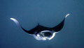 this shot was taken whilst snorkeling in the yasawas just off manta ray island using the panasonic DMC-FT1