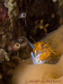 Hermissenda crassicornis from Mendocino, California.