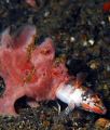 Lunch time. Lembeh Indonesia
