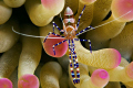 Taken in Bonaire with D70 in Subal with Inon Strobes.