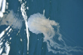 Jelly Reflection. D700 35mm f6.3 @ 1/160