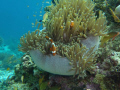 Clown Fish Still Life

