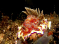 Nudi