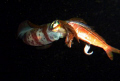 Couldn't really see what was strange about this squid on this night dive but shot it anyway as it was slower moving than most. I found out later it was because it was feeding.