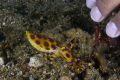 blue ringed octopus