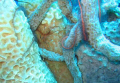 this is an arrow crab that I saw while diving. I took it with a macro setting on a point and shoot canon digital camera. Much to my surprise it turned out great