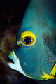 Its not often you get an angelfish to pose