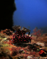Dive site 