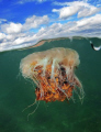 Lions mane jelly. Shot using a port extension I constructed myself for around £20. Canon G11, Canon housing, ys110 strobe under.