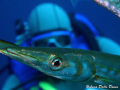 Blackfin Barracuda (Canon G9 in Canon housing)