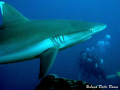 Gray shark - Canon G9 in canon housing