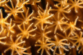 'Feeding Polyps Close Up' 
Early Mornning, North Wall 
Grand Cayman

 
