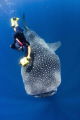 Man snorkeler with a pink snorkel :-{ and whale shark