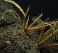 Taken with Sea&Sea DX-G1 with 110A Strobes.  F8/250 ISO 200.