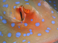 Blue spotted Sting Ray