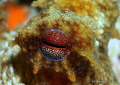 Ocotpus Eye