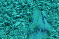 Taken off the coast of Eilat at roughly 15 meters.
