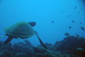 Lounging Sea turtle