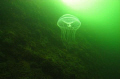 Sea and Sea DX-G1 with one YS 110A Strobe...F8/200 ISO 200.

Jelly fish heading for the sun...